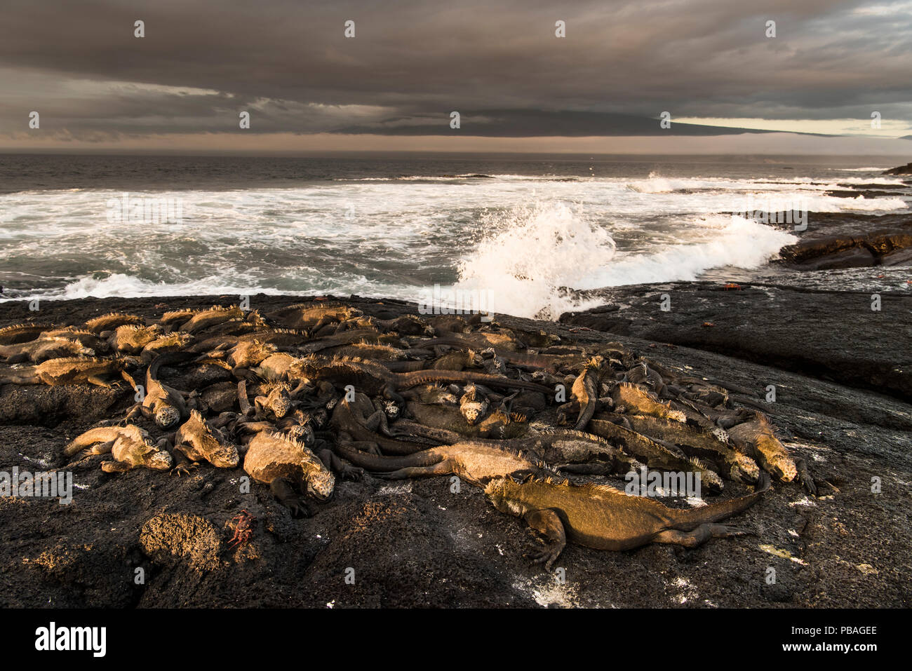 Coastal scene on Fernandina Island, with small group of Marine iguanas (Amblyrhynchus cristatus). Galapagos. April 2016. Normally there would be a much larger group but El Nino weather has killed off much of the algae causing starvation among these iguanas. Stock Photo