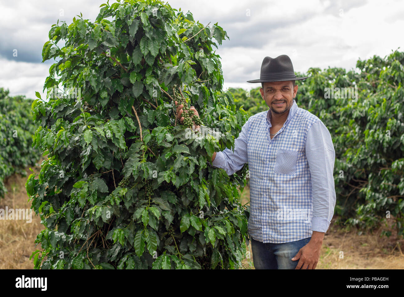 Coffee farm mexico hi-res stock photography and images - Alamy