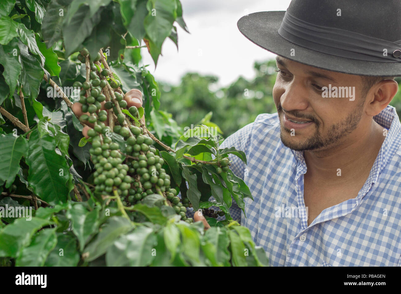 Man picking coffee hi-res stock photography and images - Alamy