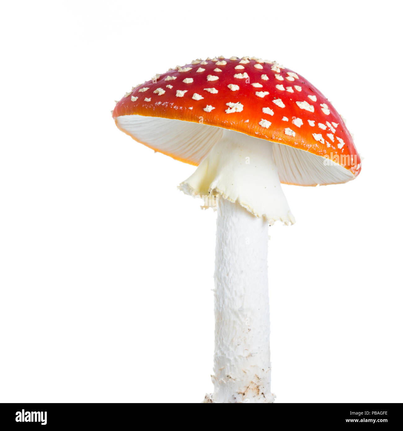 Fly agaric (Amanita Muscaria), Maine-et-Loire, France, October, meetyourneighbours.net project Stock Photo