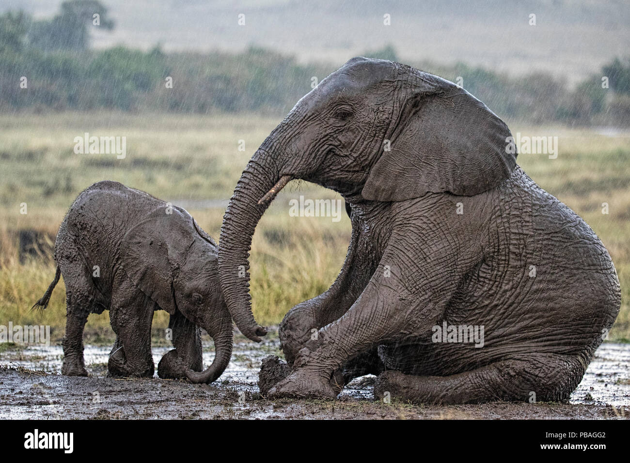 African elephant calf in mud hi-res stock photography and images - Alamy