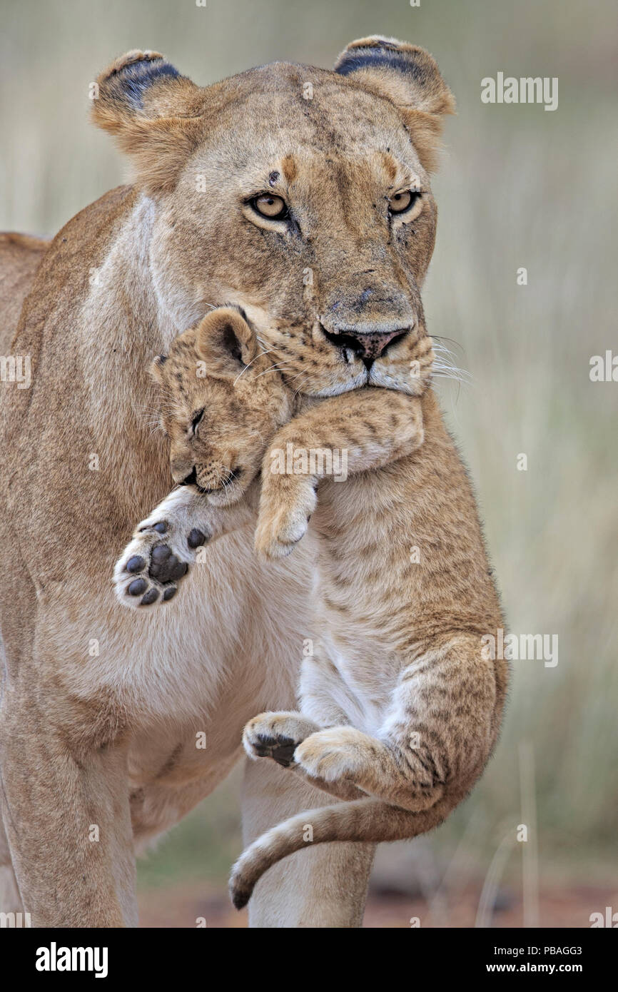 African Lion (Panthera leo) female carrying young cub. Masai Mara, Kenya, Africa. August. Stock Photo