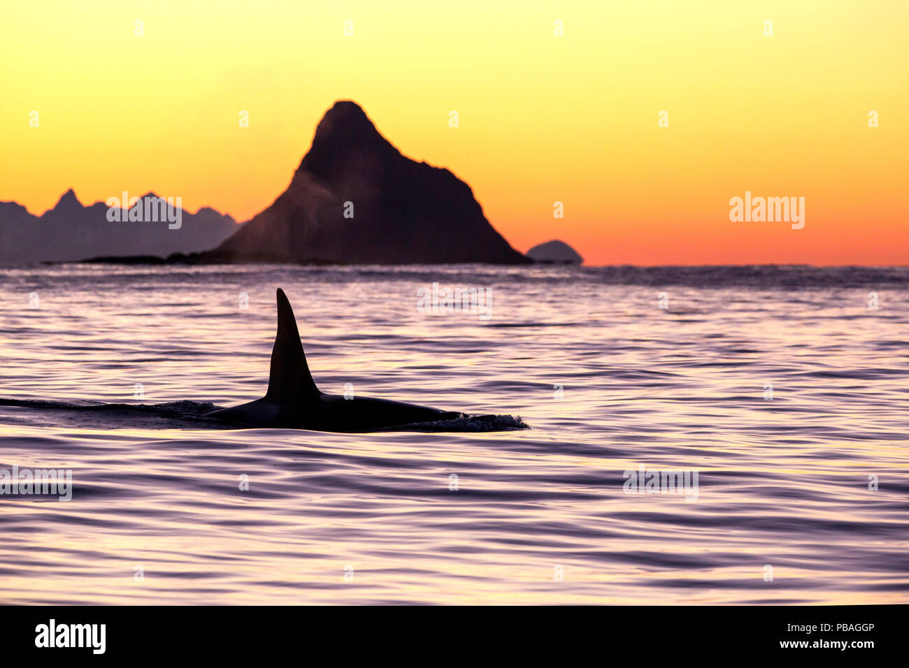 Killer whale silhouette hi-res stock photography and images - Alamy