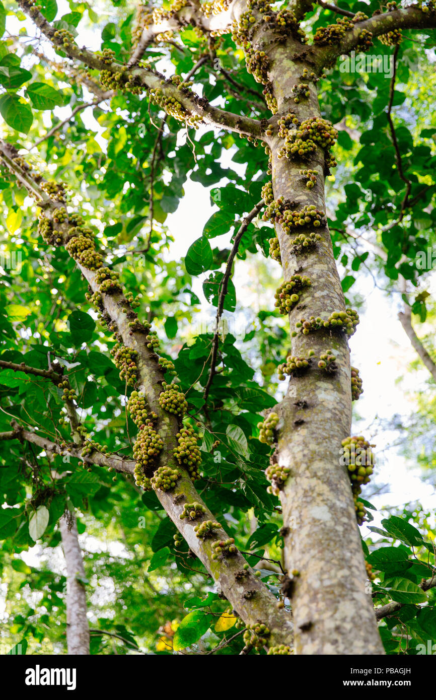 Fruit of the Jabuticaba tree growing in Fiji Stock Photo - Alamy