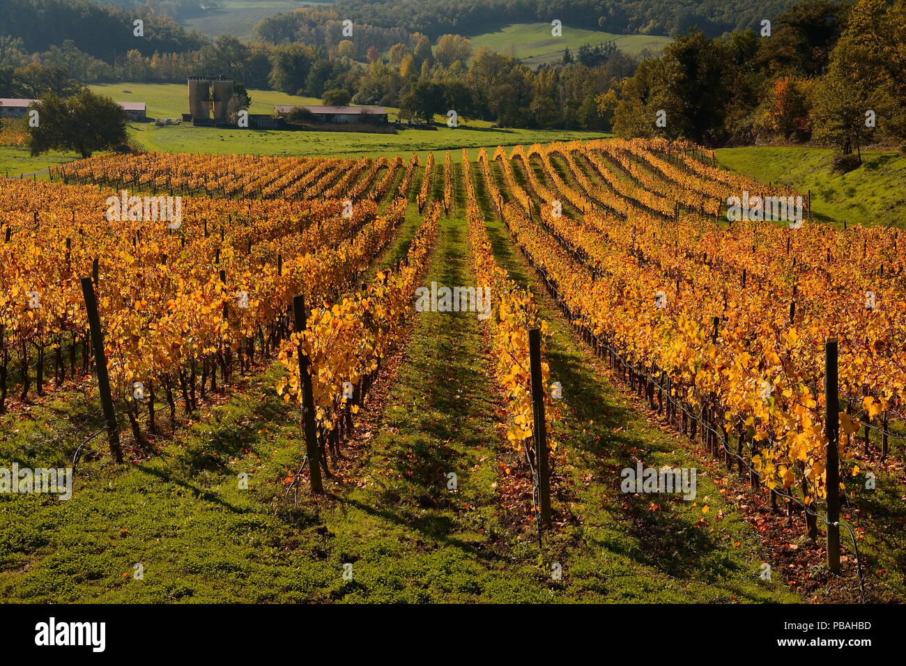 THE VINEYARD IN AUTUMN-THE MAGIC COLORS OF AUTUMN Stock Photo