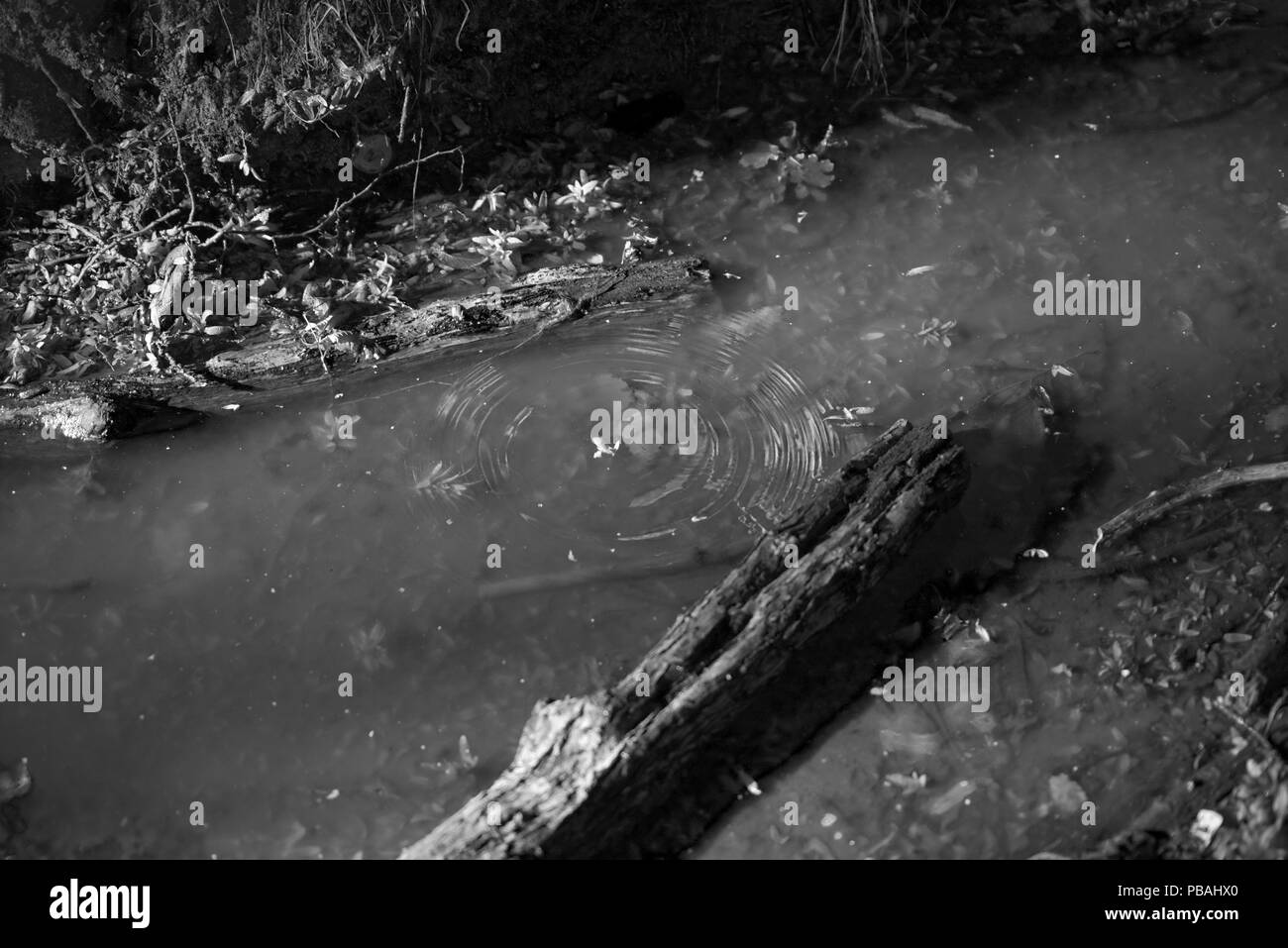 Forest and pond Black and White Stock Photos & Images - Alamy