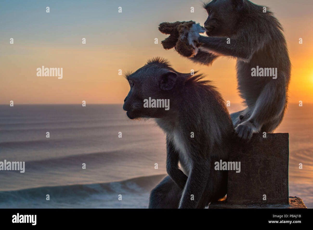 Monkey near ocean Eating soft toy at sunrise. Indian ocean Stock Photo