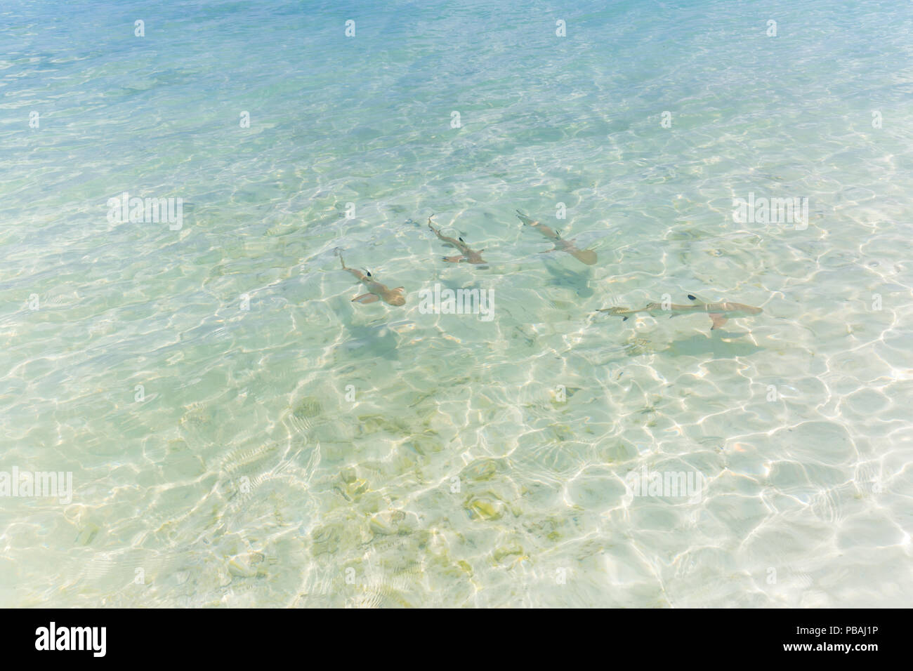 Baby reef shark hires stock photography and images Alamy