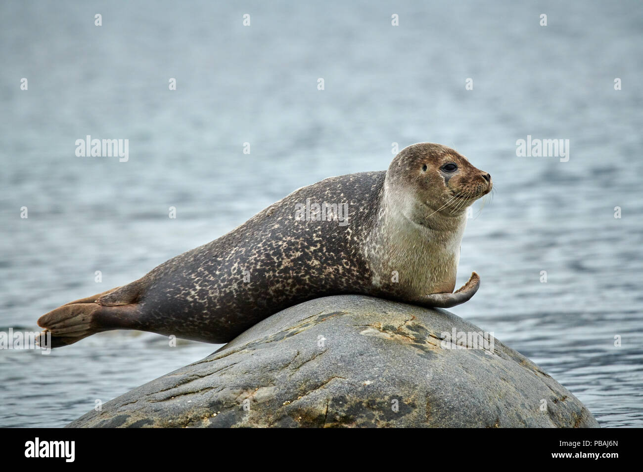 harbour seal, Phoca vitulina, resting on a rock, Svalbard or Spitsbergen, Europe Stock Photo