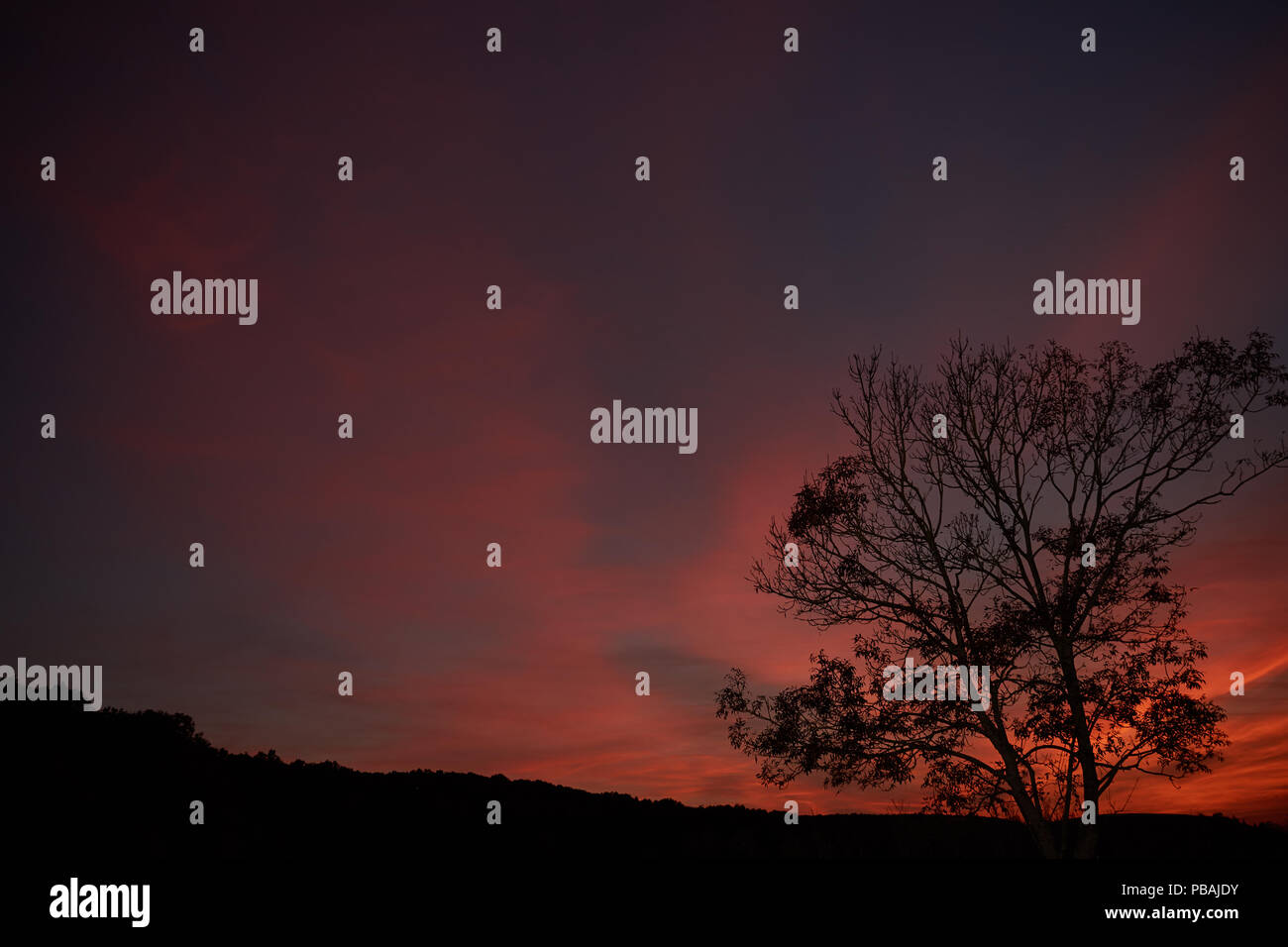 Silhouette of a tree with red sky in background Stock Photo - Alamy
