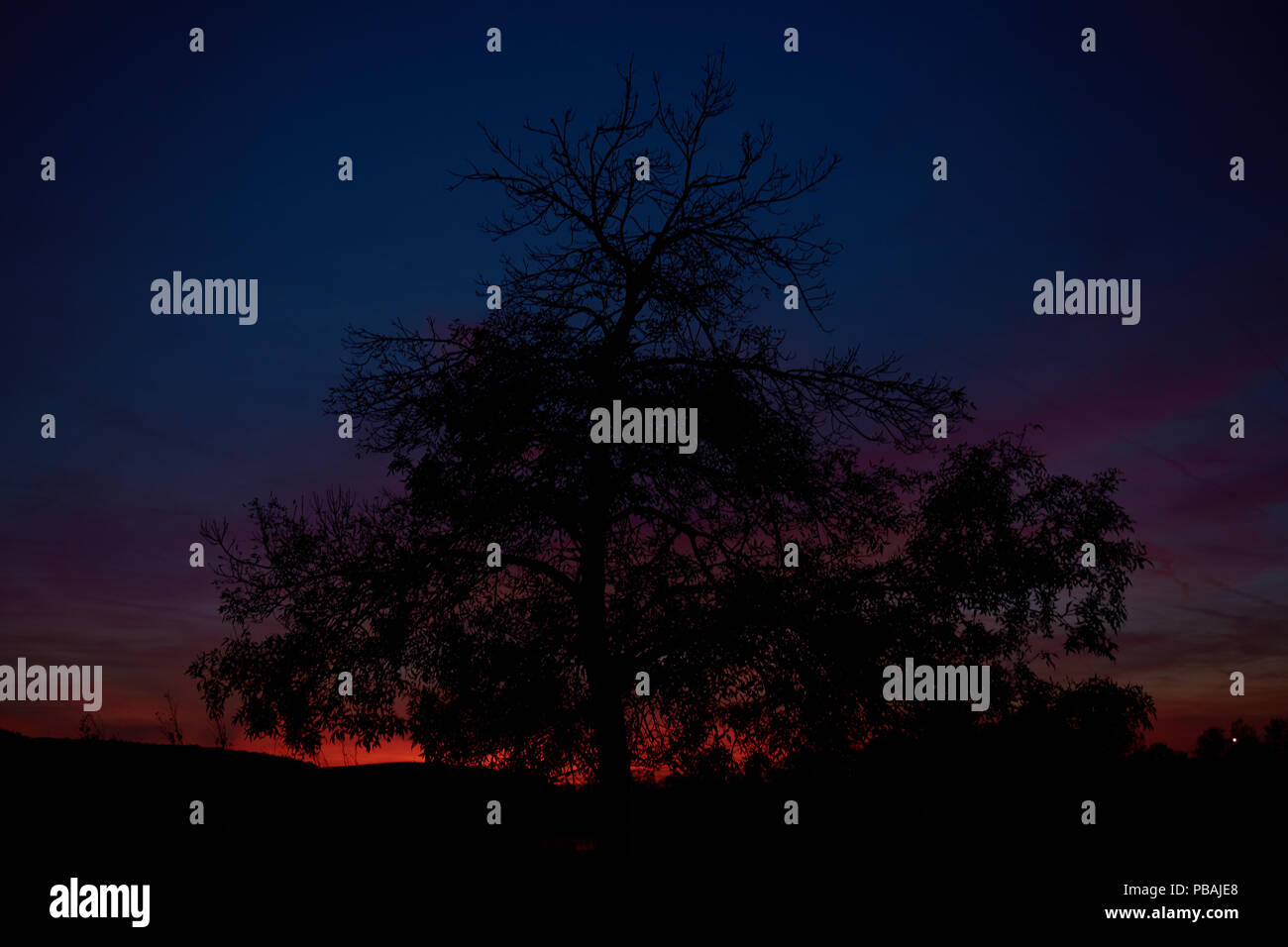 Silhouette of a tree with red sky in background Stock Photo - Alamy