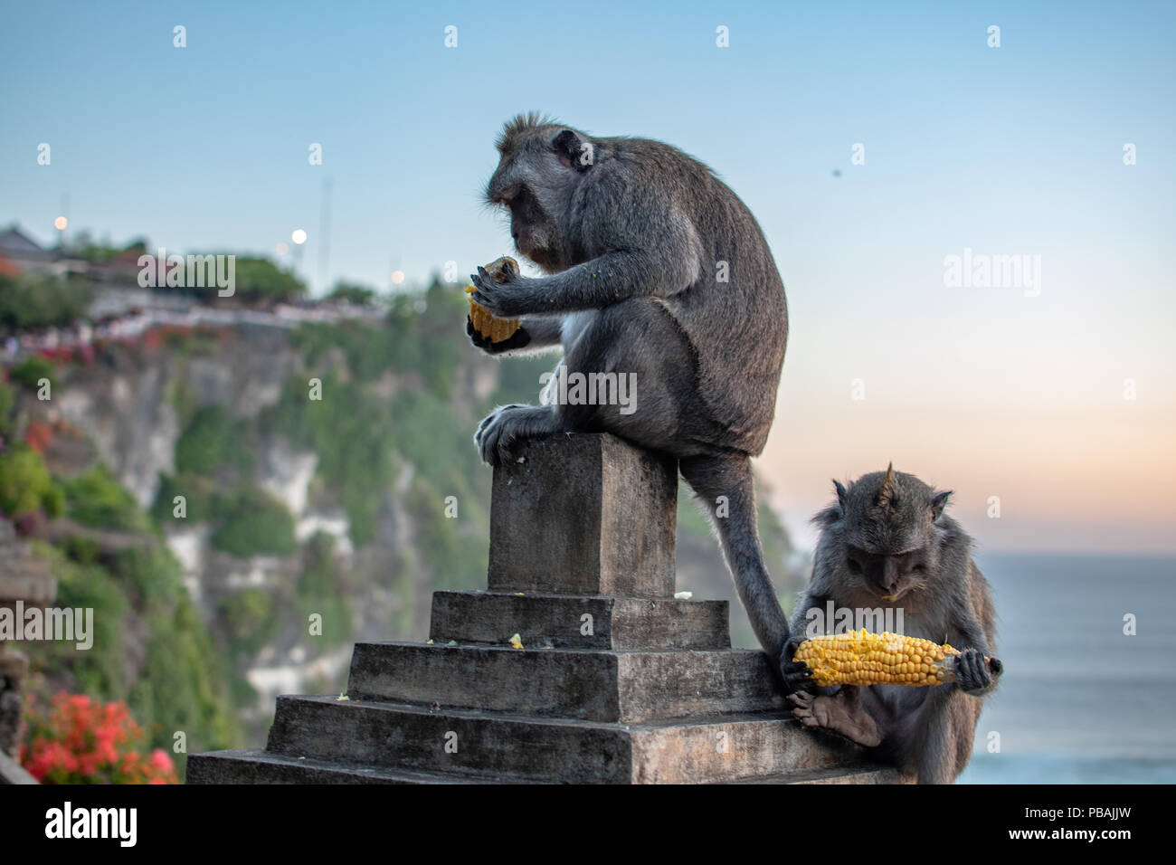 Monkey near ocean Eating corn toy at sunrise. Indian ocean Stock Photo