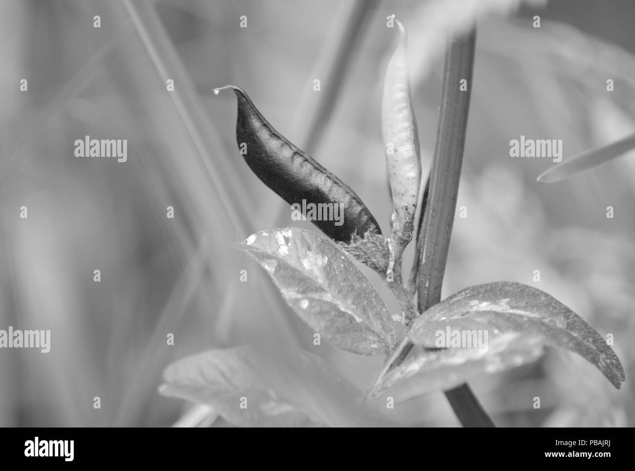 Vetch seed pods, black and white Stock Photo