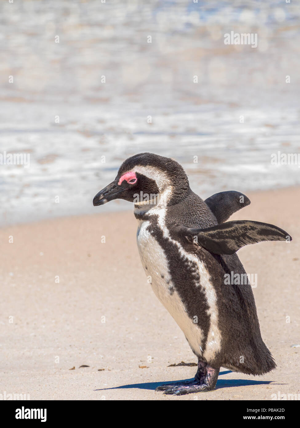 African Penguin on beach in South Africa Stock Photo