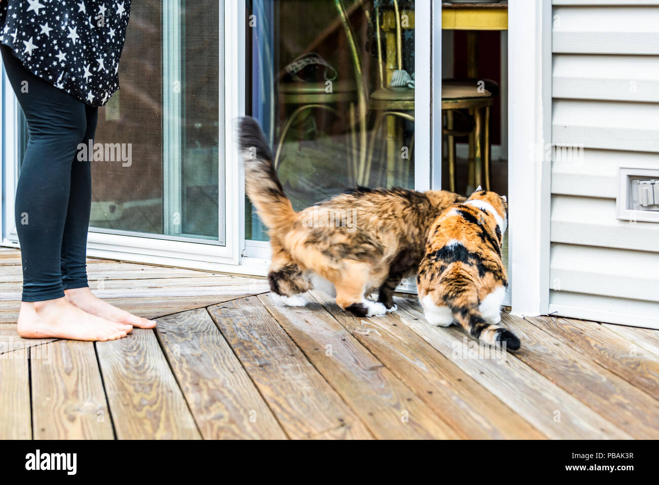 Two Maine coon and calico cats running, rushing inside to house, home