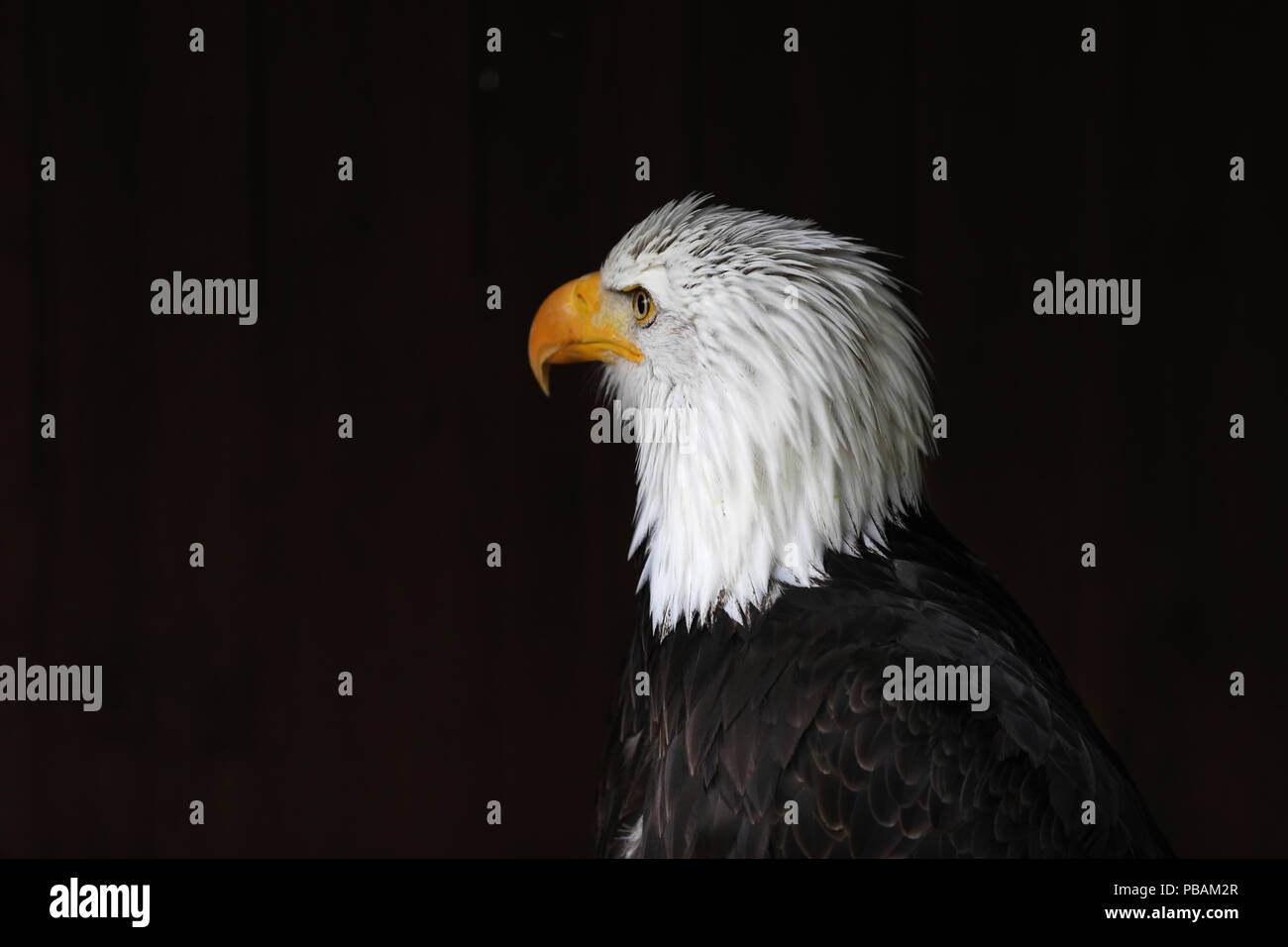 White headed sea eagle hi-res stock photography and images - Alamy