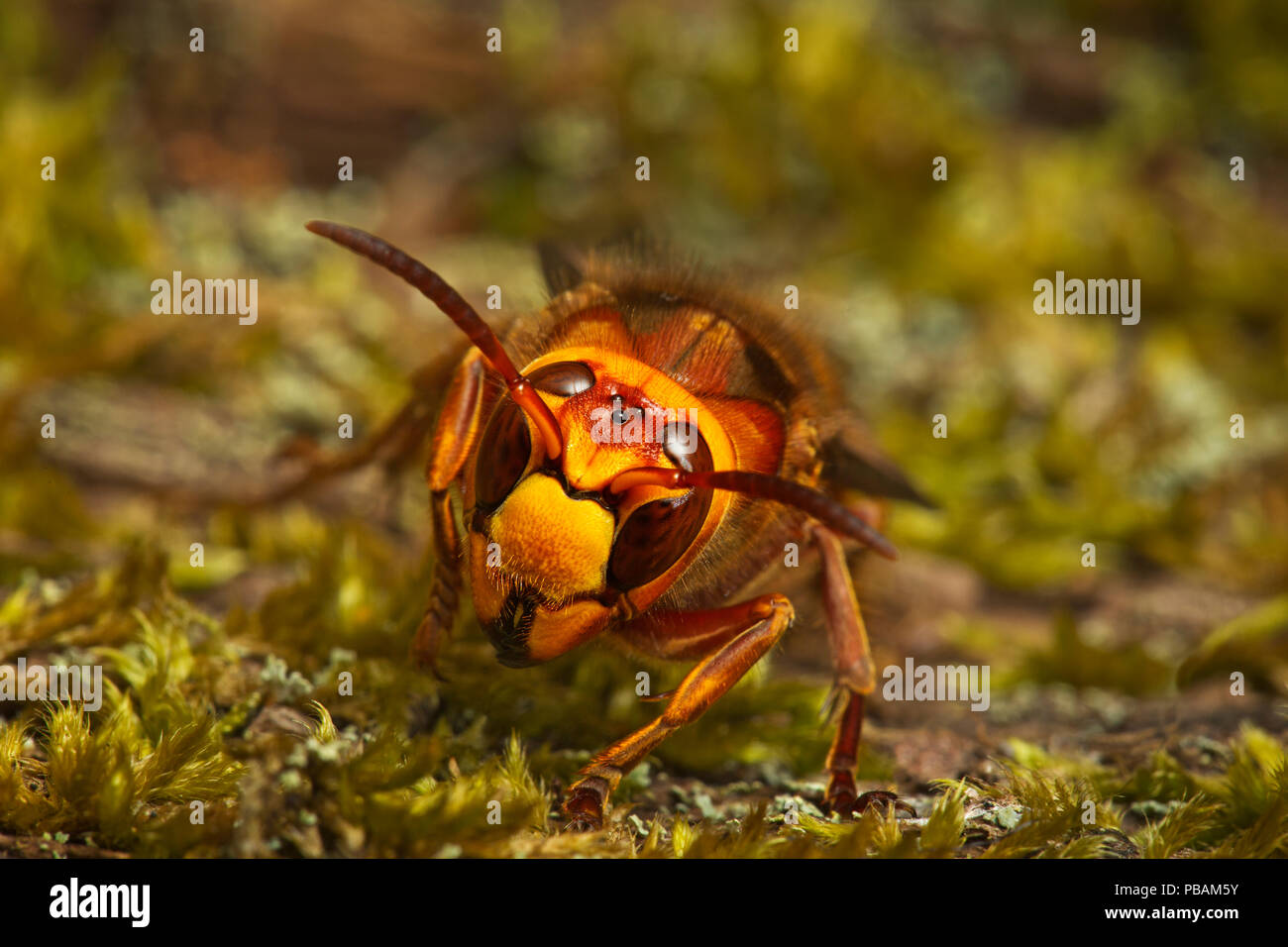 a queen hornet emerging from hibernation Stock Photo