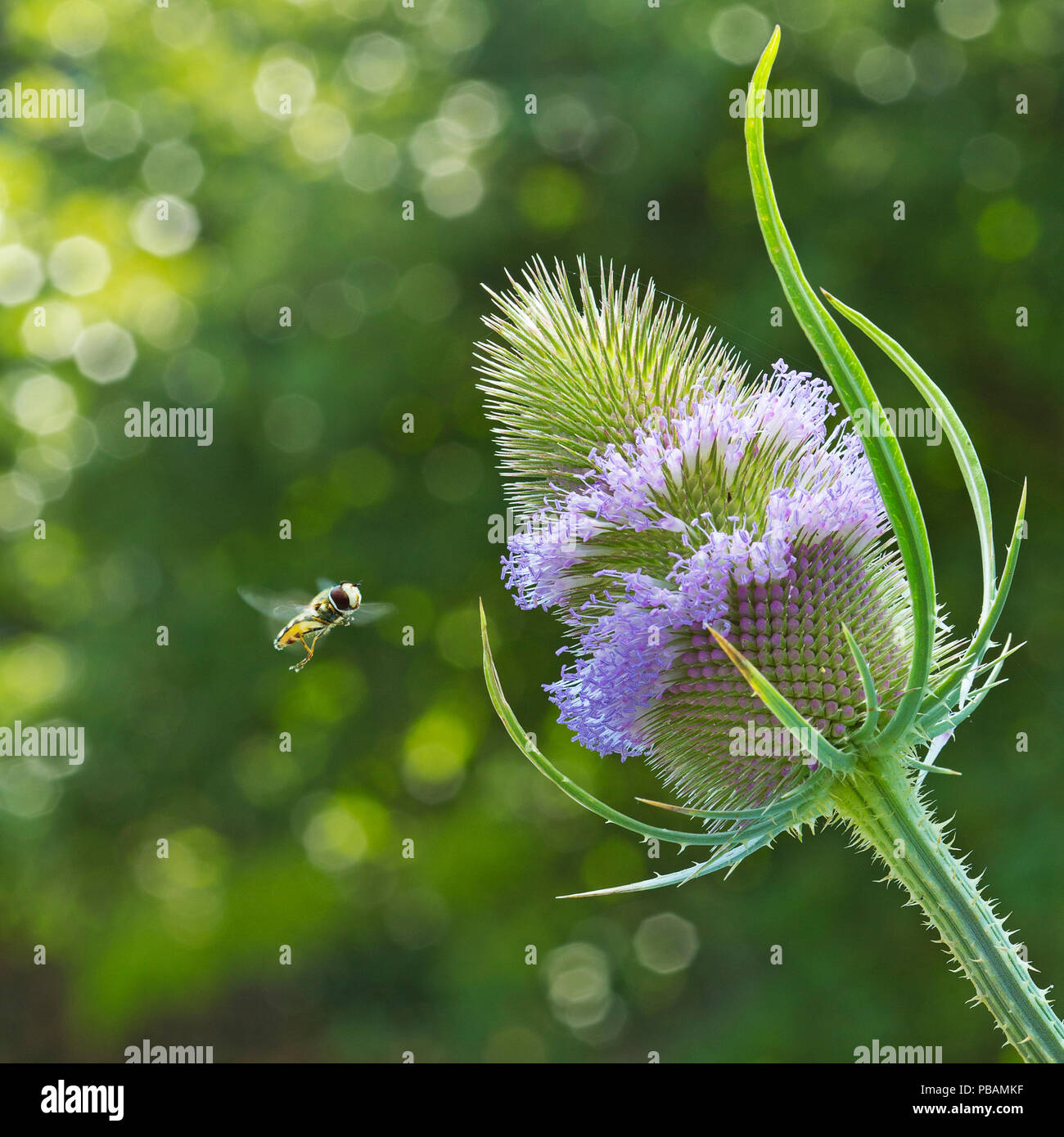 Hover fly approaching a teasel flower Stock Photo