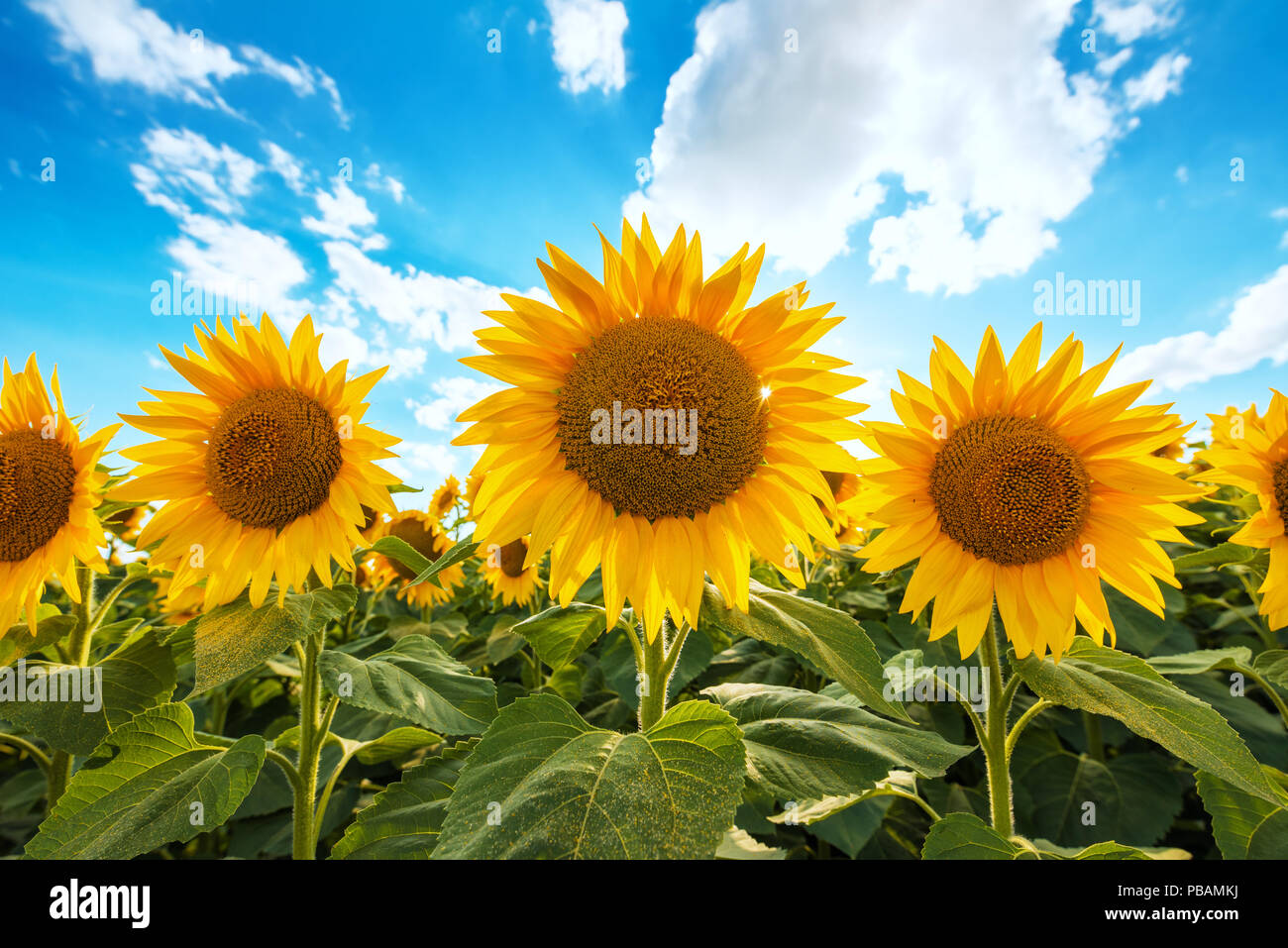 Blooming sunflower crop field on sunny summer day Stock Photo - Alamy