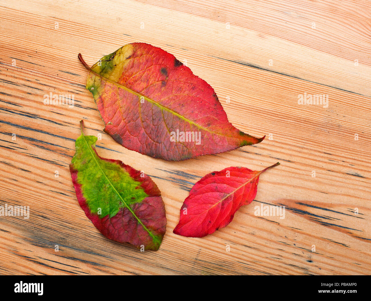 Red leaves on wood background Stock Photo