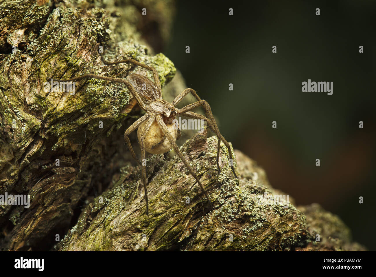 A nursery web spider carrying her egg sack. Stock Photo