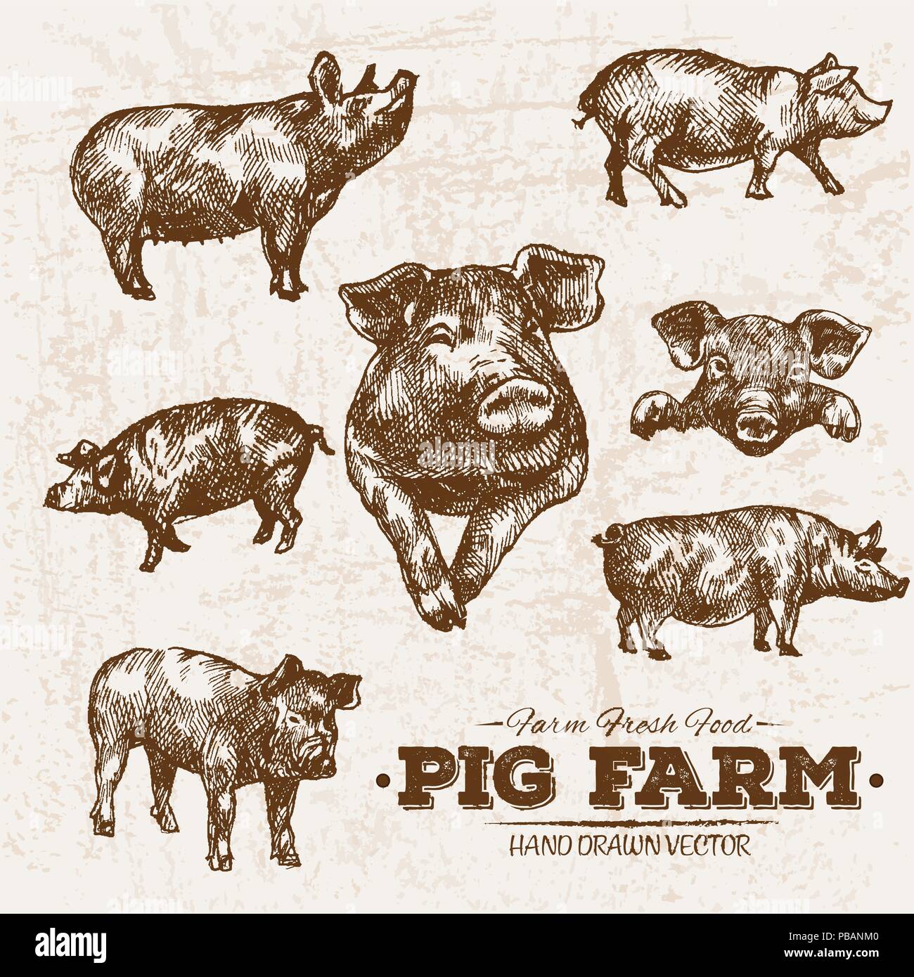 Hand drawn sketch pork and pig meat products set, farm fresh food