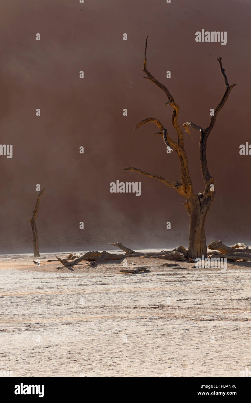 Ancient camel thorn tree (Acacia erioloba) at Deadvlei, Namibia. Stock Photo