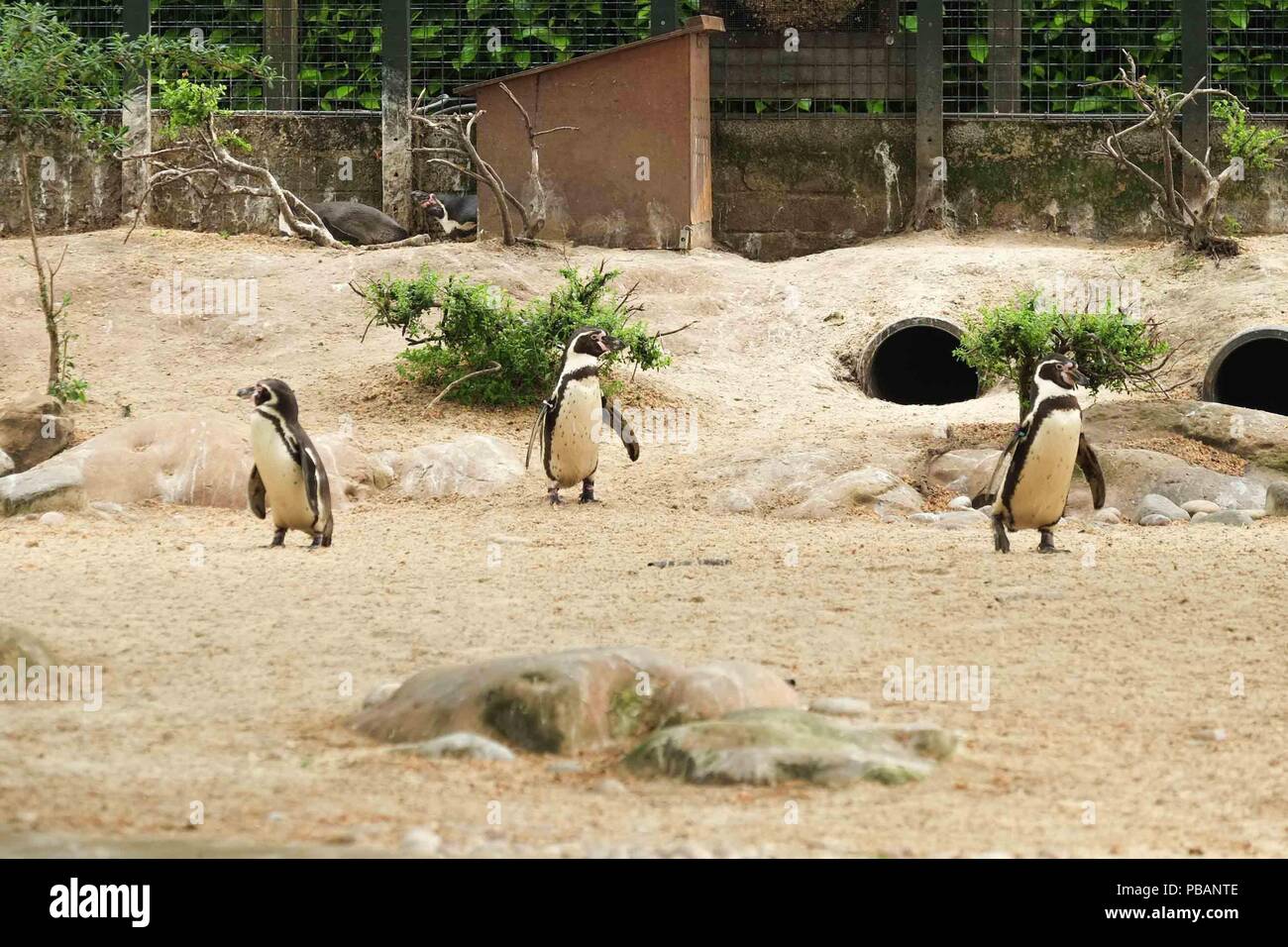 Humboldt Penguins, London Zoo Stock Photo - Alamy