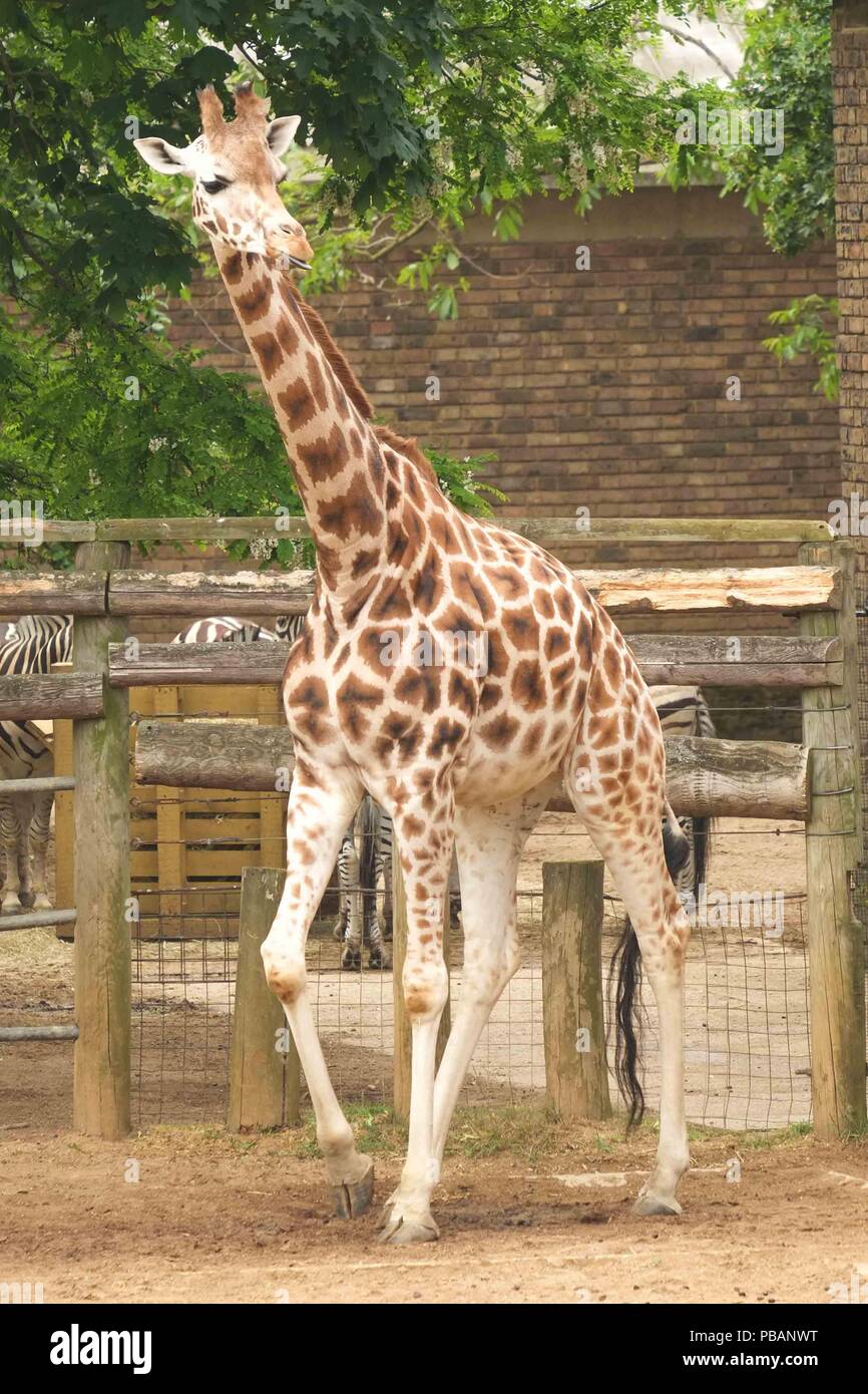 Giraffe , London Zoo Stock Photo Alamy