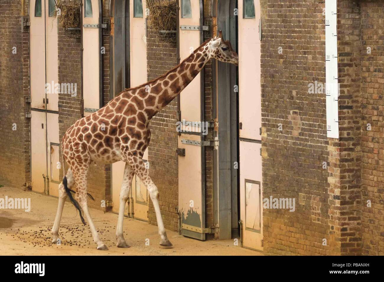 Giraffe , London Zoo Stock Photo Alamy