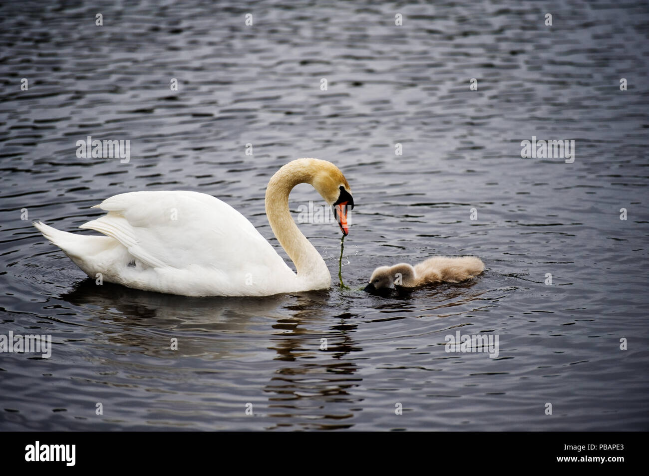 A mute swan feeding a cygnet in a lake. Stock Photo