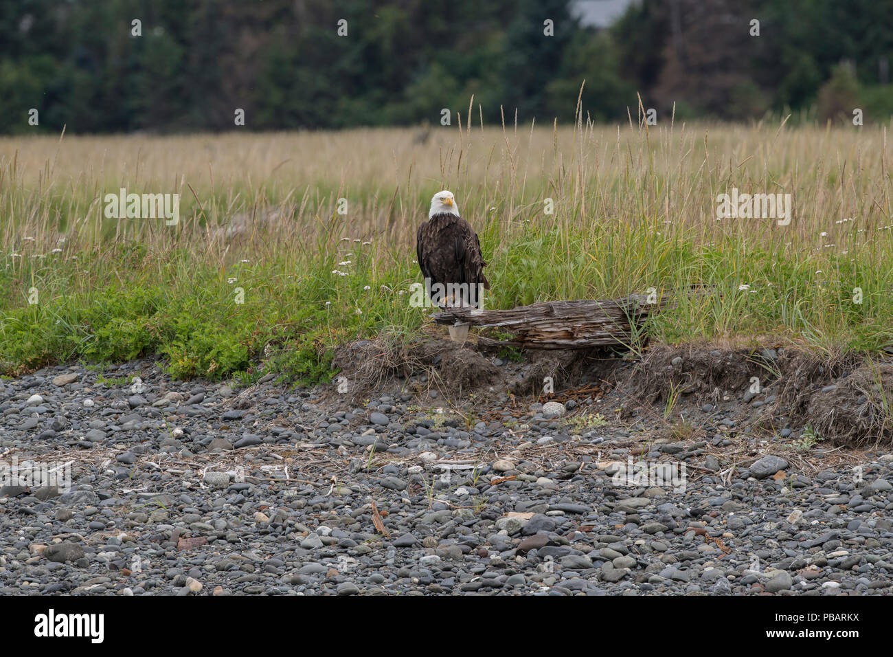 Bald Eagle, Alaska Stock Photo