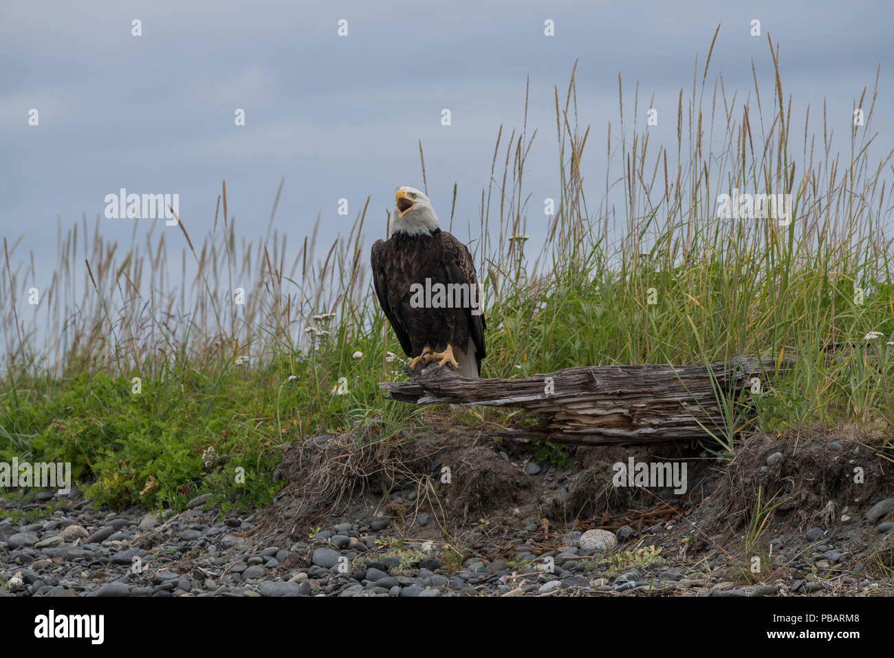 Bald Eagle, Alaska Stock Photo - Alamy