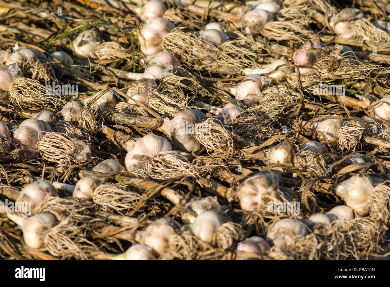 Freshly picked garlic set out to dry in the sun. Stock Photo