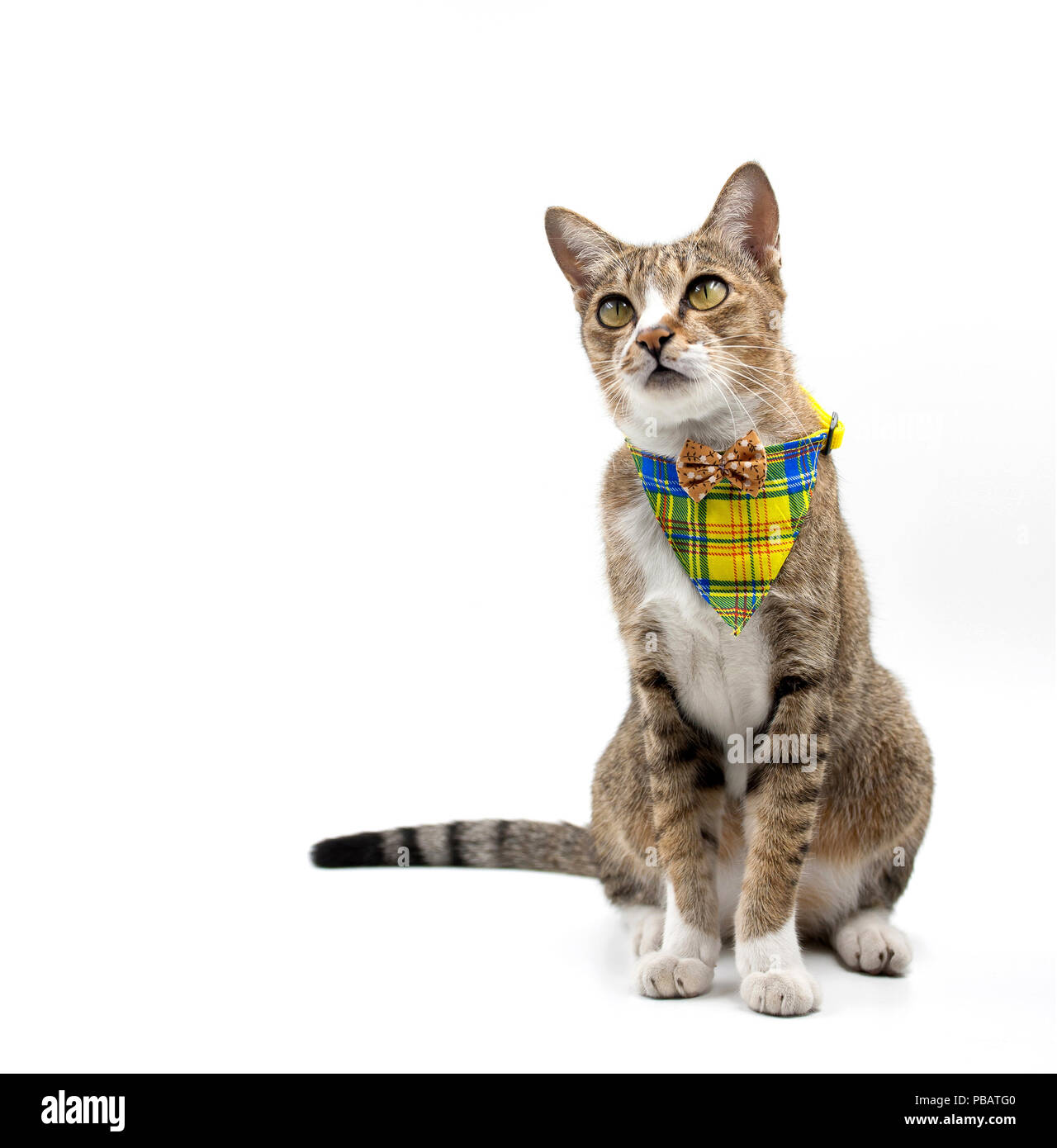 Cat look up on white Cut Out Stock Images & Pictures - Alamy