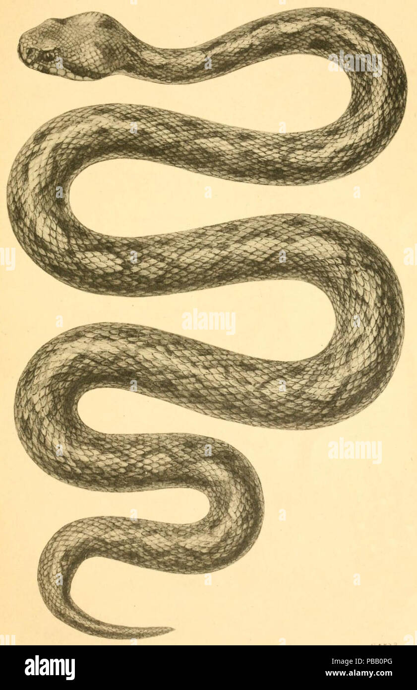 1056 Montivipera raddei from Presmykaiushchiiasia (Reptilia) (1915) Stock Photo