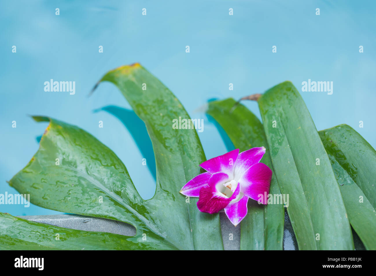 Frangipani orchid flower tropical background in blue swimming pool