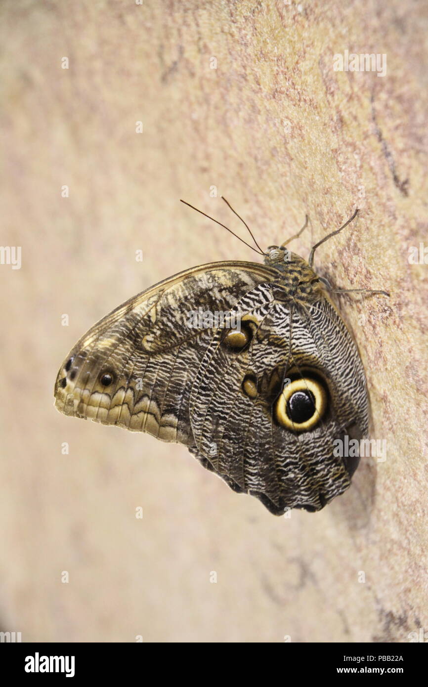 Owl butterfly rsting Stock Photo