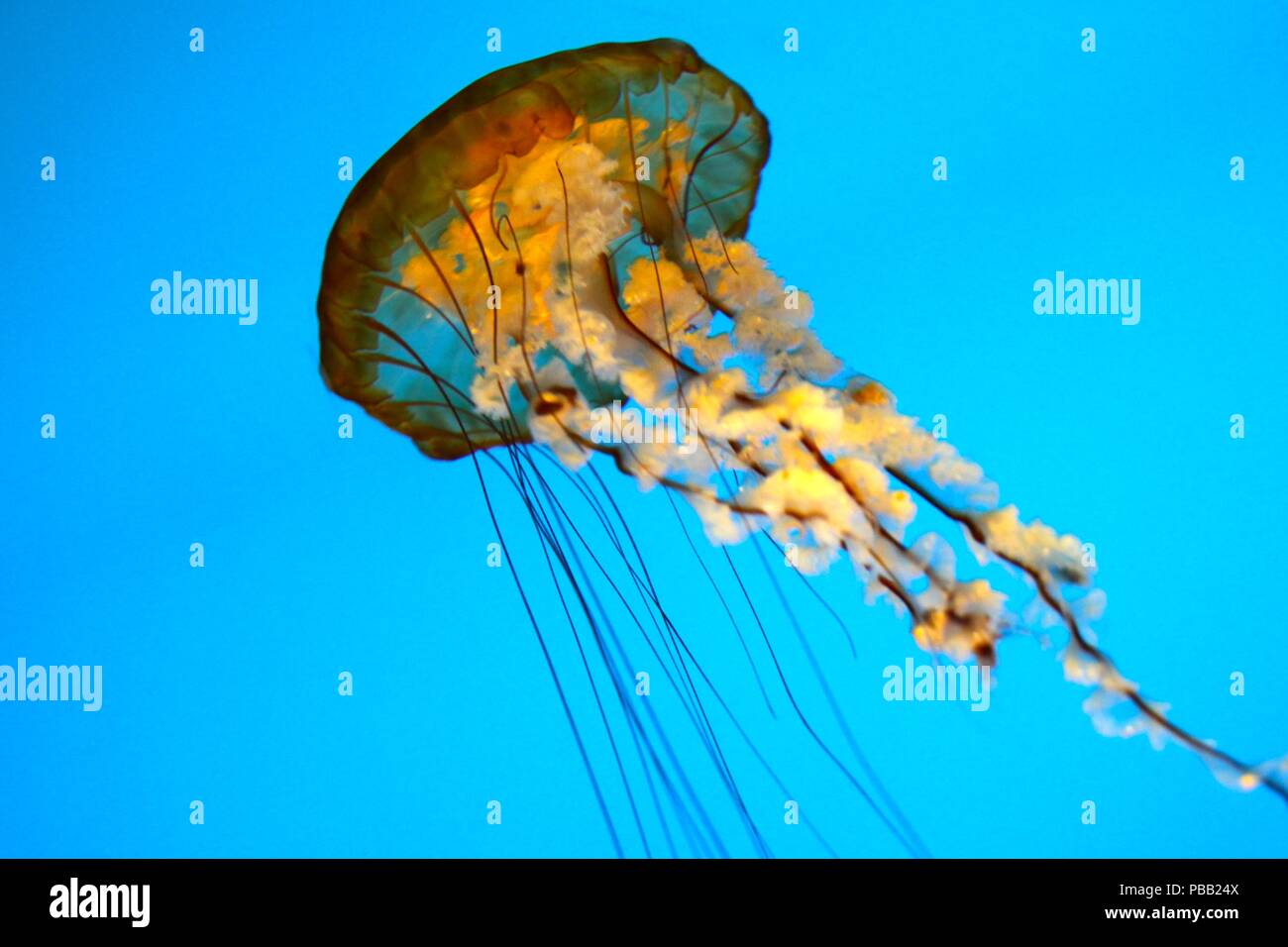 Swimming Jellyfish Stock Photo