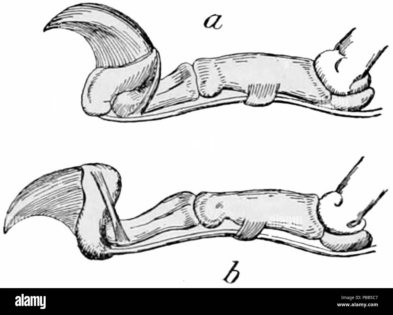 1101 NIE 1905 Cat claw mechanism Stock Photo Alamy