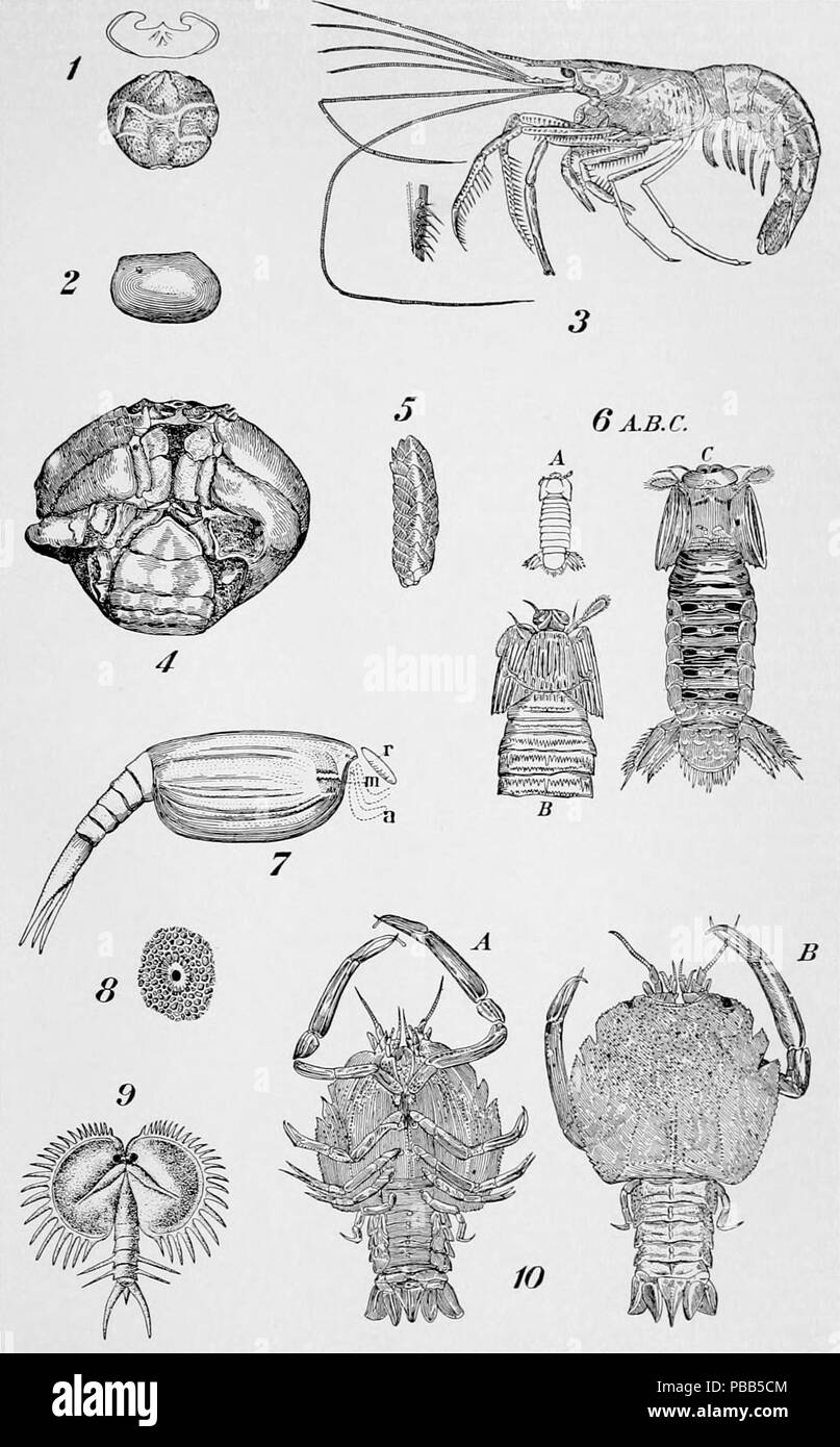 1101 NIE 1905 Crustacea - fossils Stock Photo