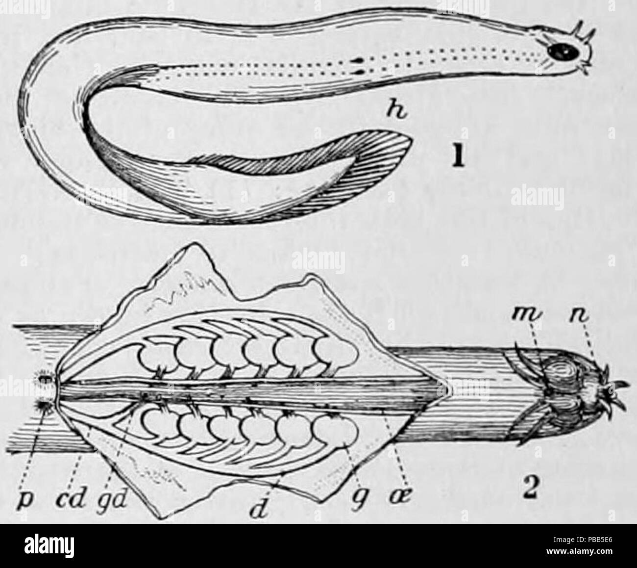 Hagfish Anatomy
