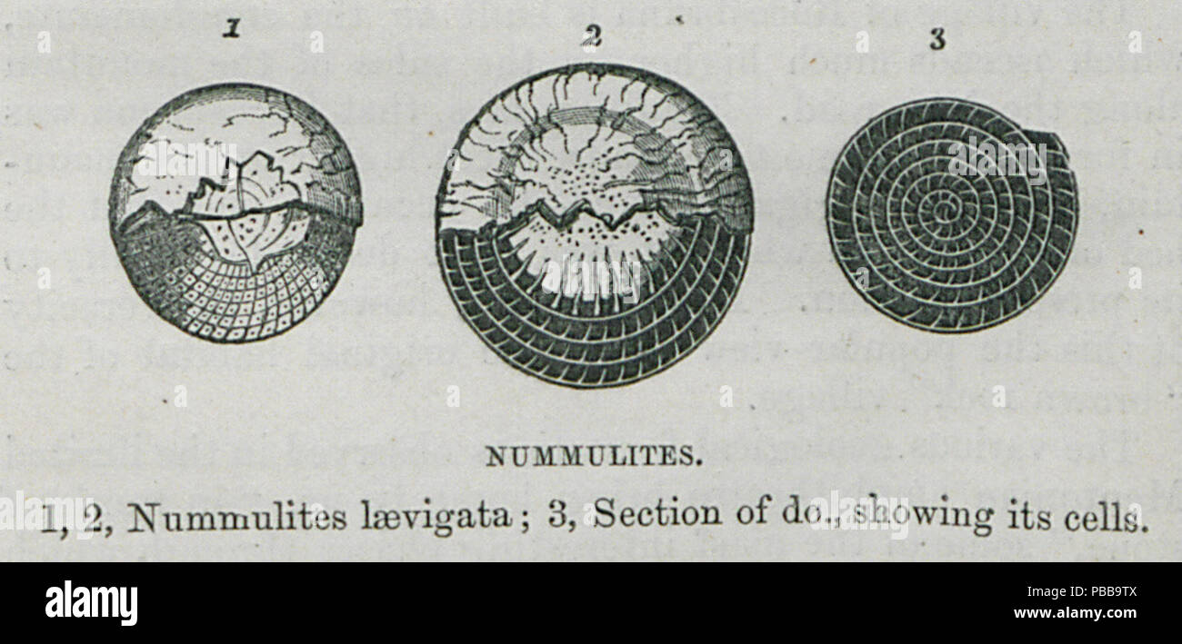 1121 Nummulites 1,2 Nummulitis laevigata; 3, section of do, showing its cells - Bennet James Henry M - 1875 Stock Photo