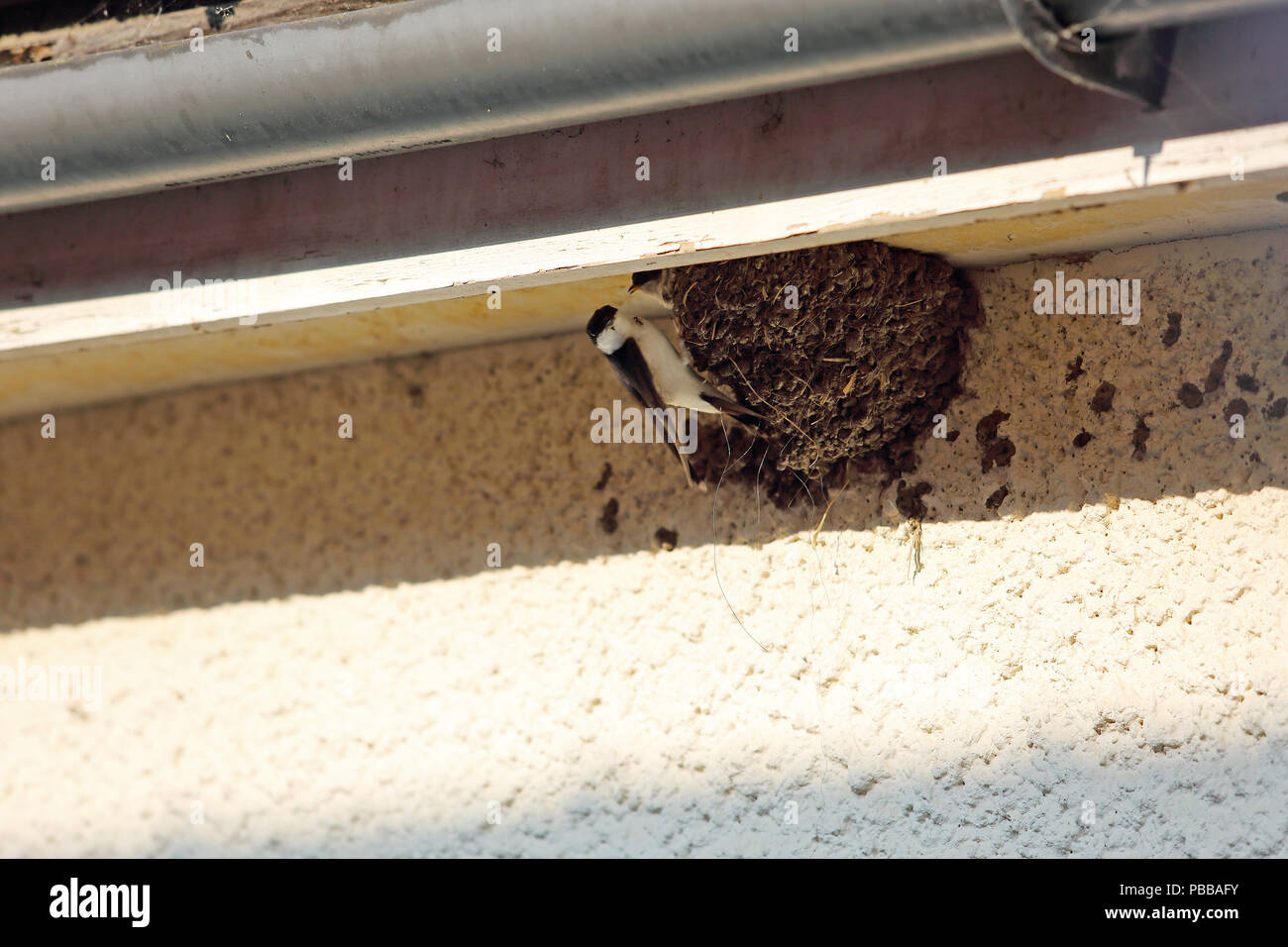 Swift Bird Nest High Resolution Stock Photography and Images Alamy
