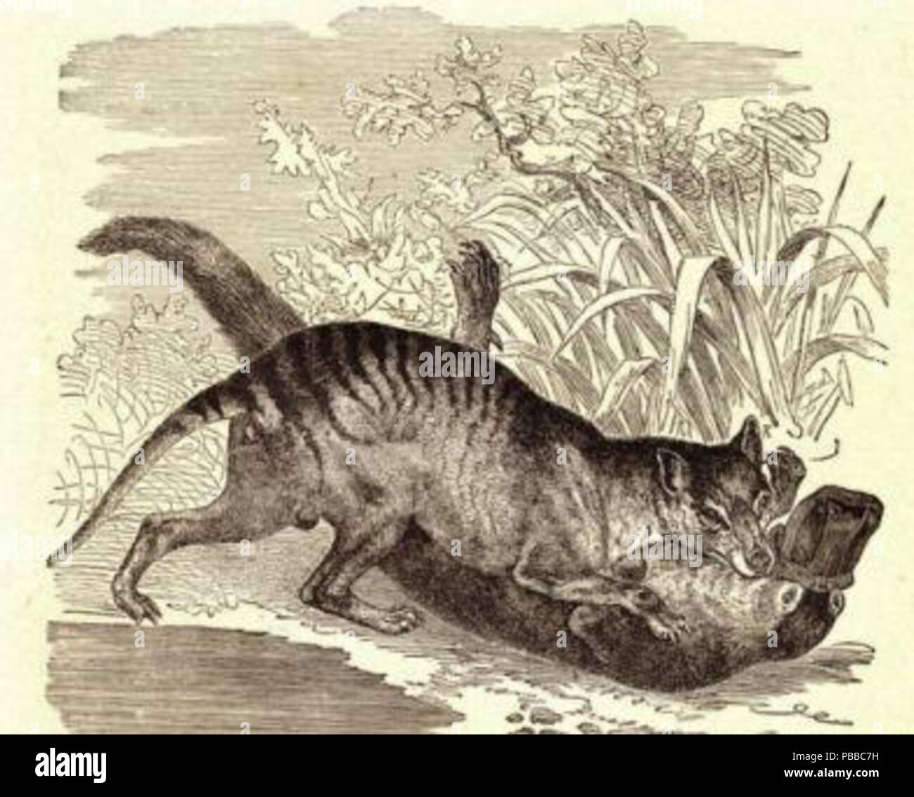 . English: Thylacine attacking a platypus . circa 1854 1142 Ornithotiger Stock Photo