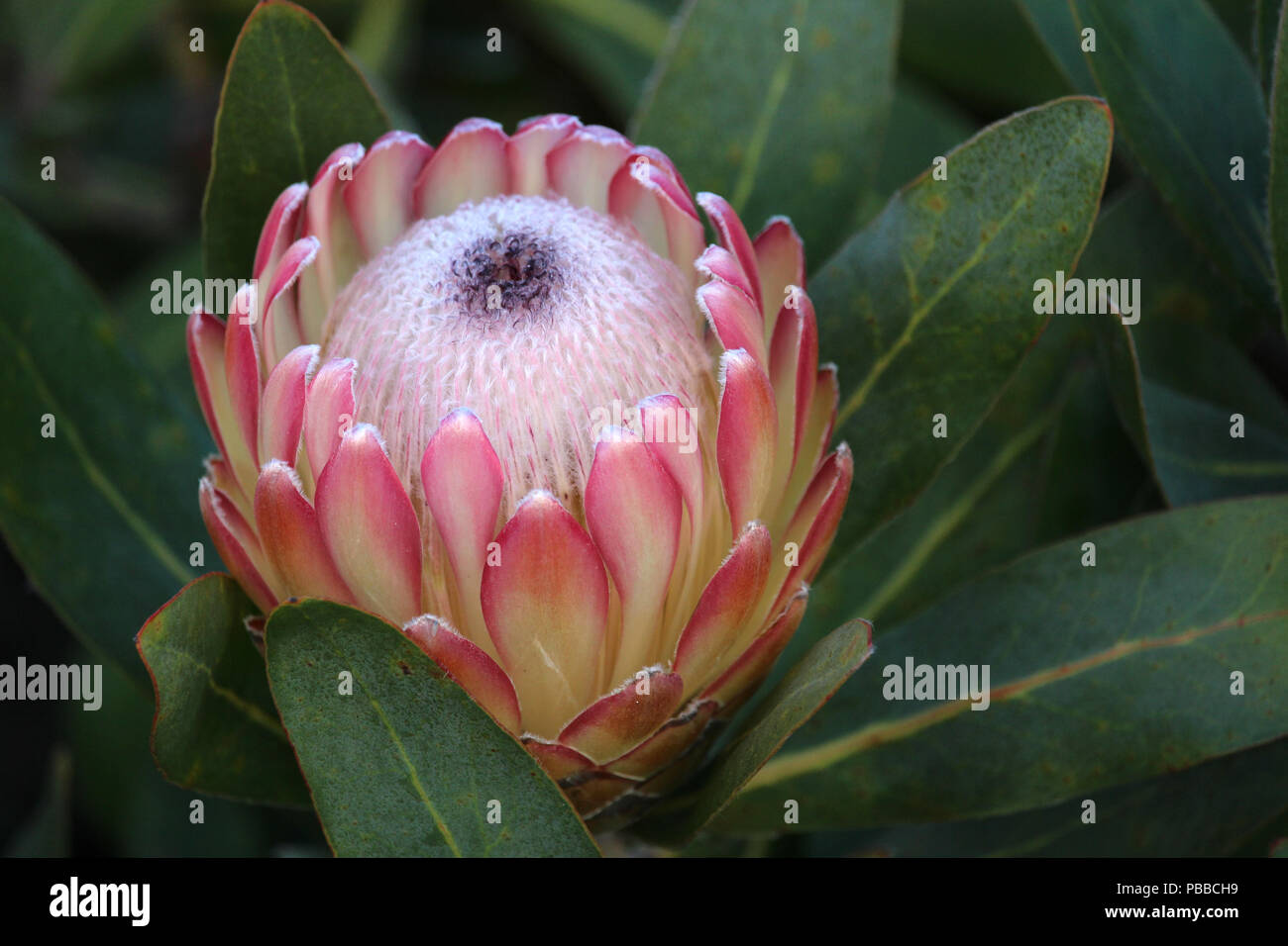 Close up of protea flower, flowering pink sugarbush plant Stock Photo