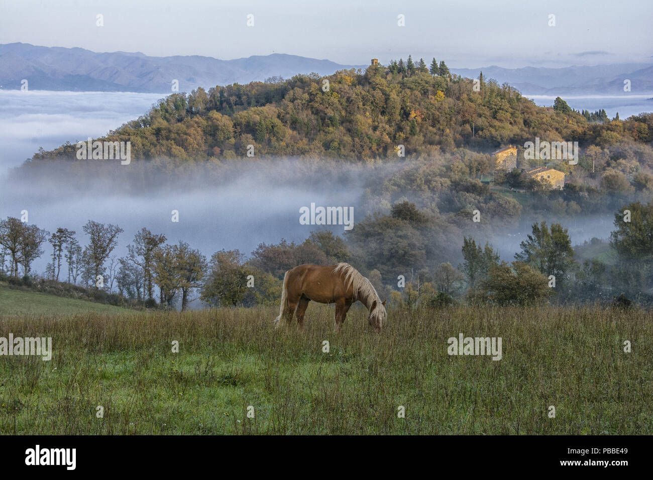 HORSE PASTURE AT SUNSET Stock Photo