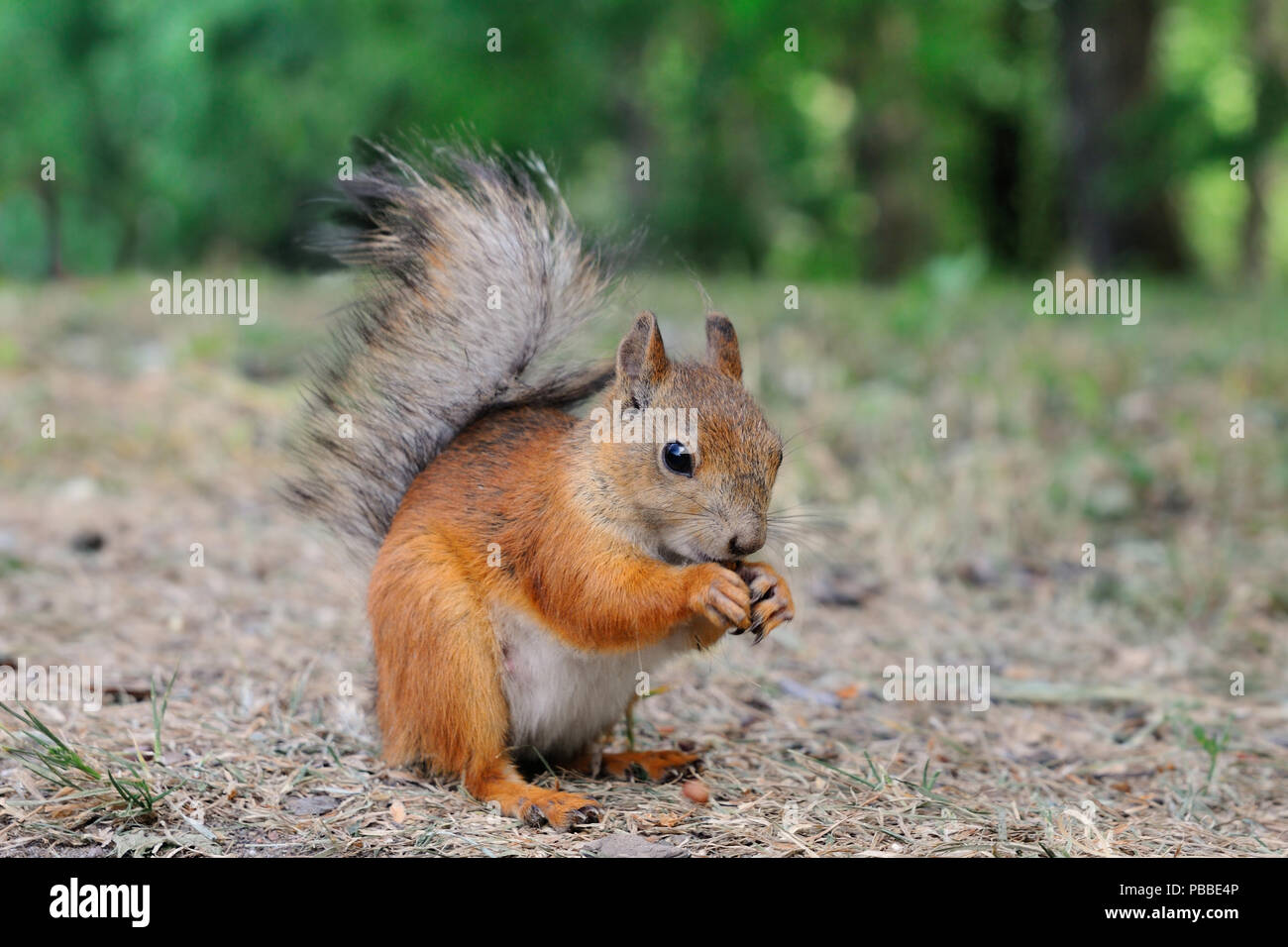 Squirrel pup is sitting on the ground and cracking nut, Elagin island