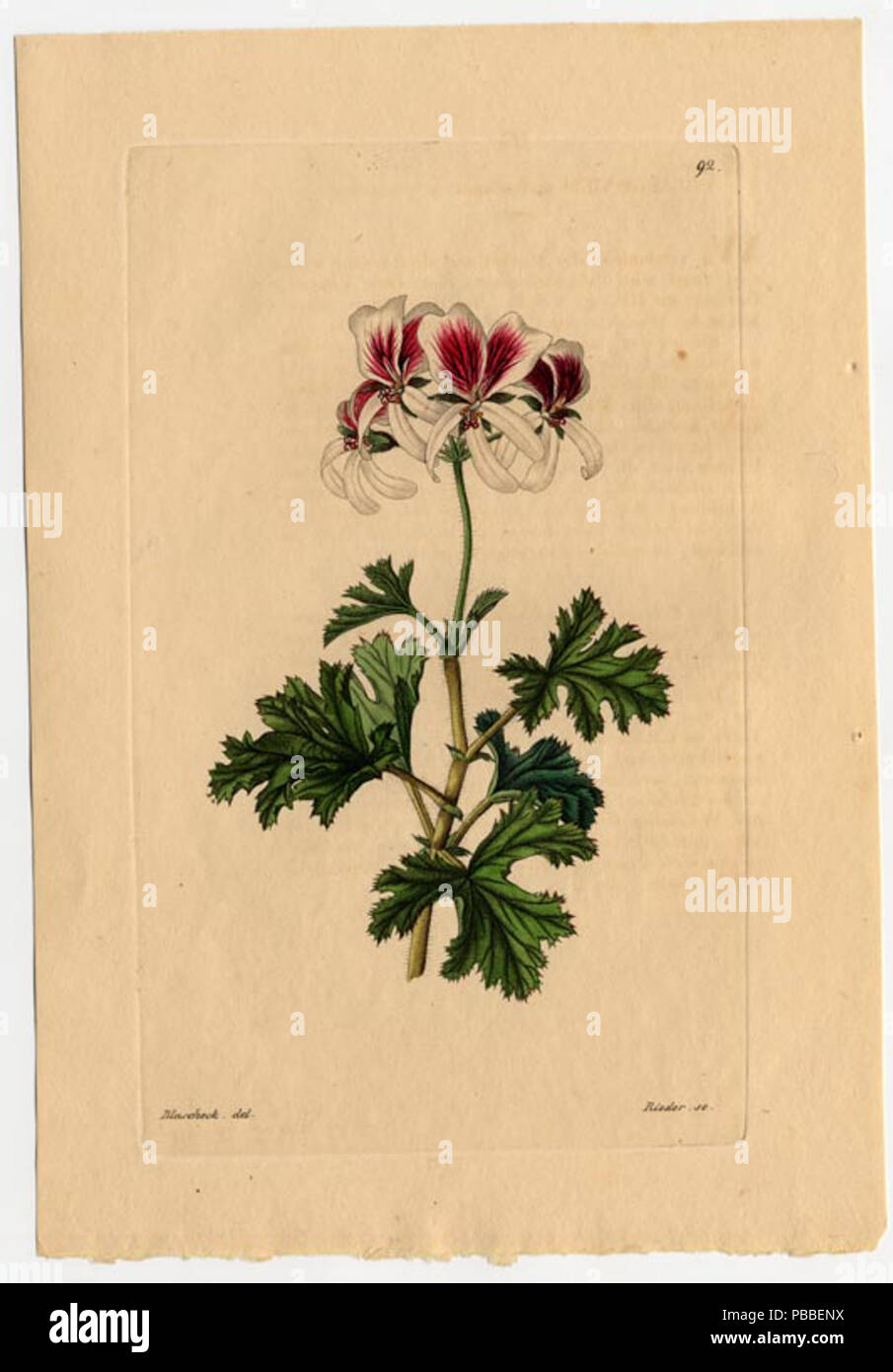 1177 Pelargonium 'Anomalum' Stock Photo
