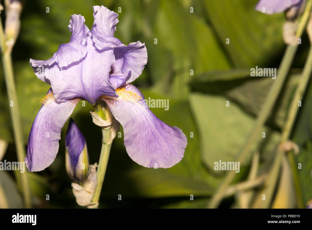Sweet Iris (Iris pallida) Stock Photo